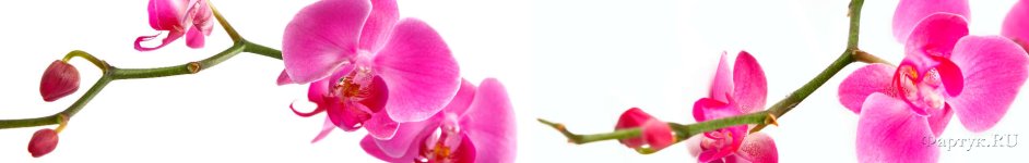 Скинали — Ветка орхидеи