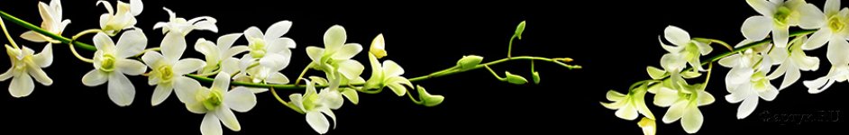 Скинали — Белая ветка орхидеи на черном фоне