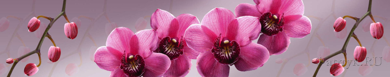 Скинали — Орхидеи на розовом фоне