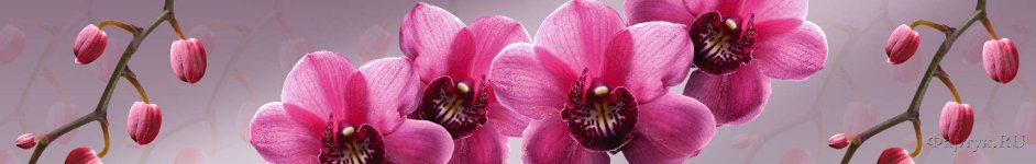 Скинали — Орхидеи на розовом фоне