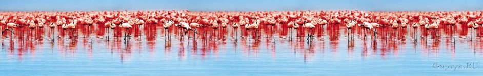 Скинали — Фламинго в воде