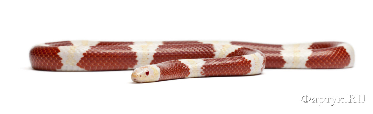 Скинали — Змея на белом фоне