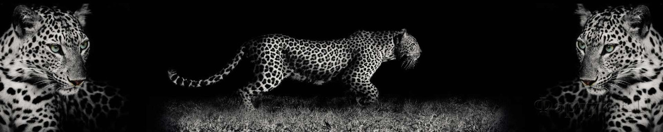Скинали — Леопард на черном фоне