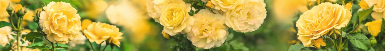 Скинали — Желтые розы - коллаж