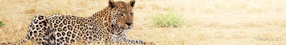 Скинали — Леопард в Саванне