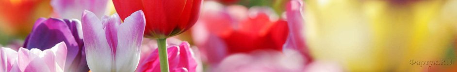 Скинали — разноцветные тюльпаны