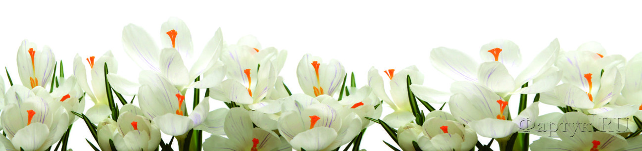 Скинали — Белые цветы крокусы