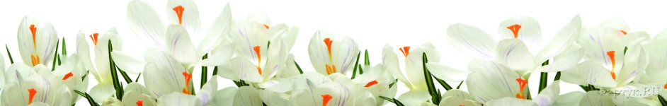 Скинали — Белые цветы крокусы