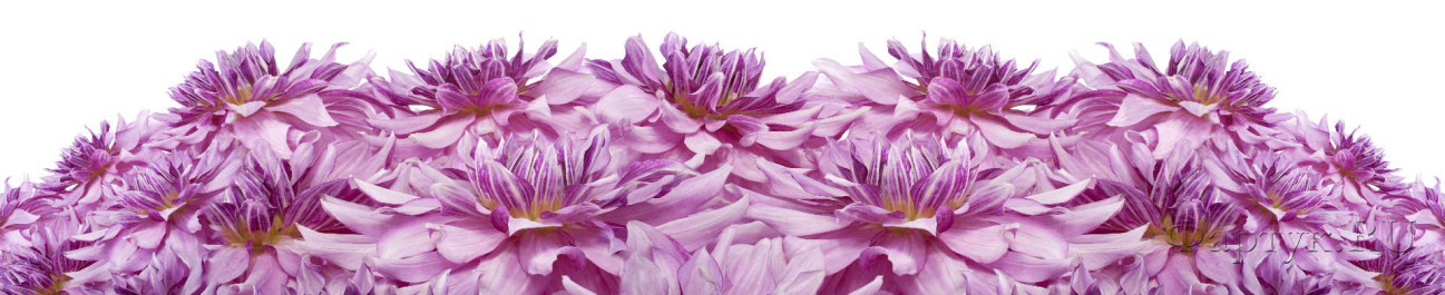 Скинали — Букет фиолетовых хризантем