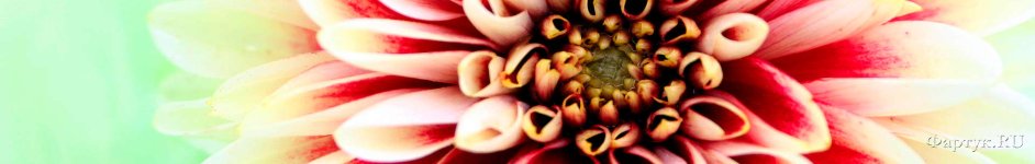 Скинали — Огромный цветок