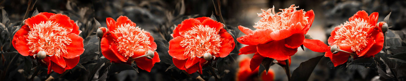 Скинали — Красные цветы на черно-белом фоне