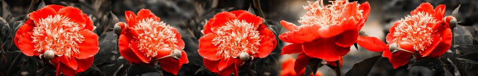 Скинали — Красные цветы на черно-белом фоне