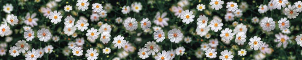 Скинали — Белые полевые цветы
