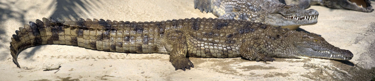 Скинали — Крокодил