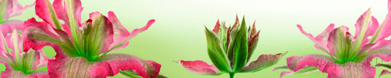 Скинали — Крупные розовые цветы