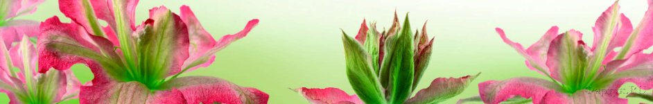 Скинали — Крупные розовые цветы
