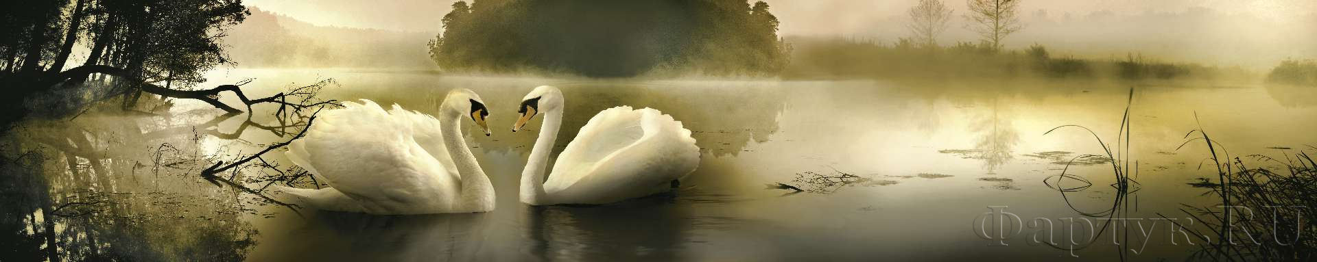 Лебеди в тумане на озере