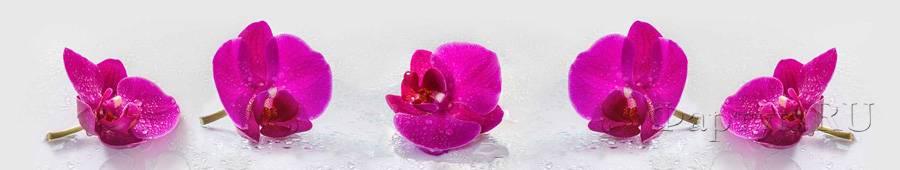Скинали — Фиолетовые цветки орхидеи