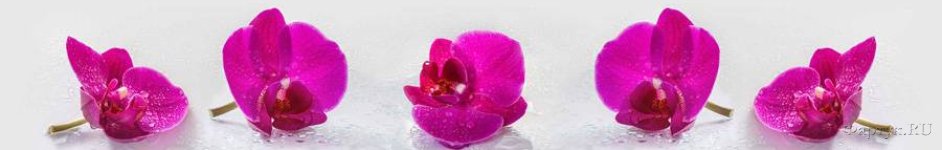 Скинали — Фиолетовые цветки орхидеи