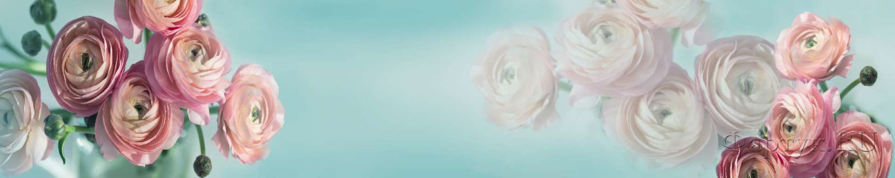Скинали — Розовая роза на голубом фоне
