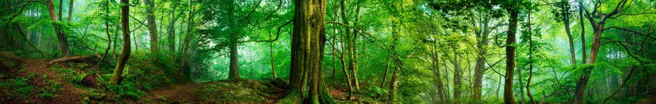 Скинали — Зелёная чаща леса