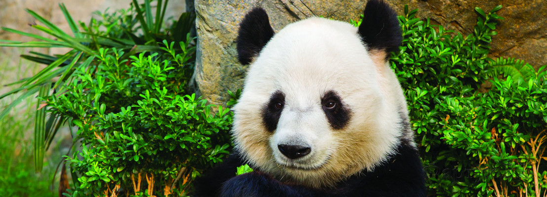 Скинали — Милая панда крупным планом 