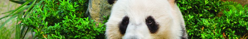 Скинали — Милая панда крупным планом 