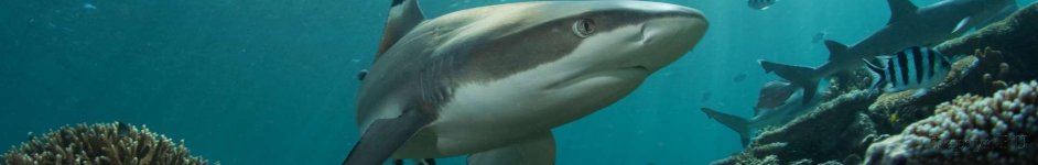 Скинали — Подводный мир: дельфины под водой