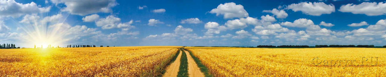 Скинали — Пшеничное поле