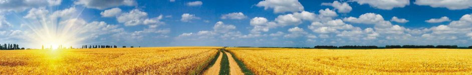 Скинали — Пшеничное поле