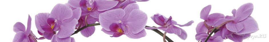 Скинали — Крупные фиолетовые орхидеи