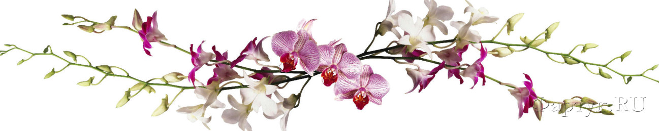 Скинали — Ветки Орхидеи