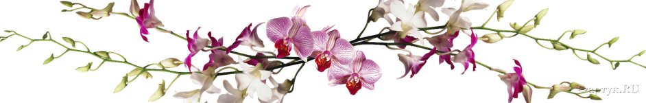 Скинали — Ветки Орхидеи