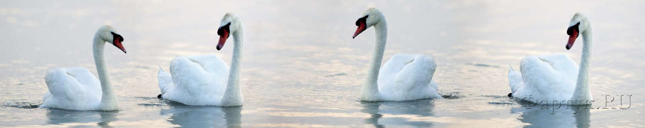 Скинали — Лебеди на воде