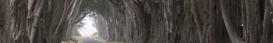 Скинали — Деревья-купол, Калифорния