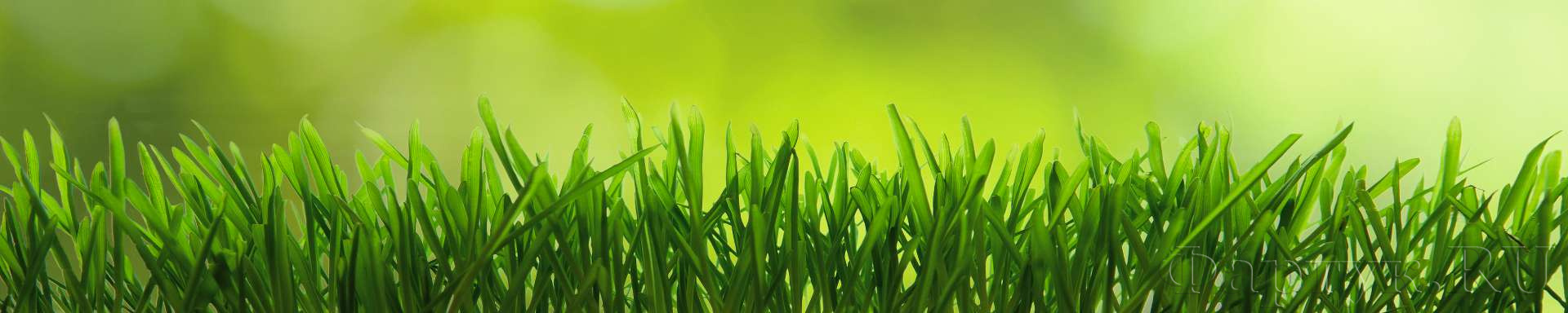 Трава на зеленом фоне