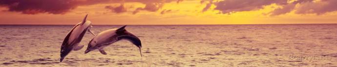Скинали — Играющие в воде дельфины