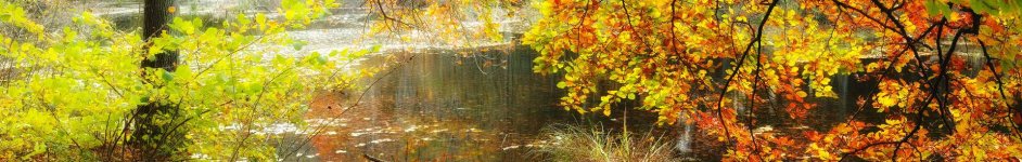 Скинали — Осенний лес
