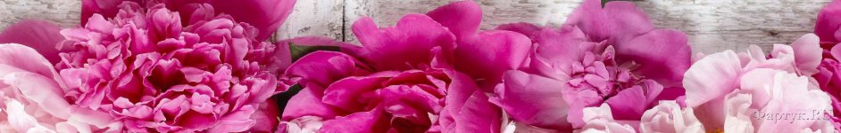 Скинали — Розовые пионы на бело-сером фоне