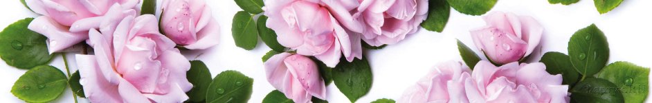 Скинали — Розы в росе