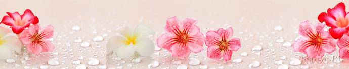 Скинали — Нежный цветок- альстромерия и капельки воды 