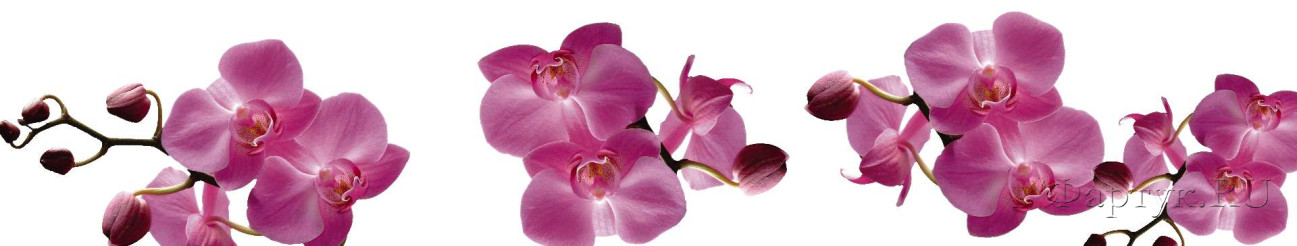 Скинали — Фиолетовые орхидеи на белом фоне