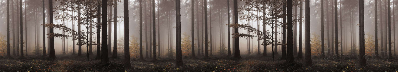 Скинали — Сосновый лес в тумане 