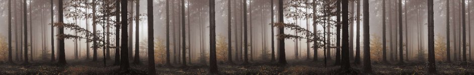 Скинали — Сосновый лес в тумане 