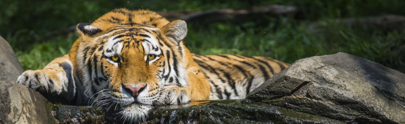 Скинали — Тигр на камнях