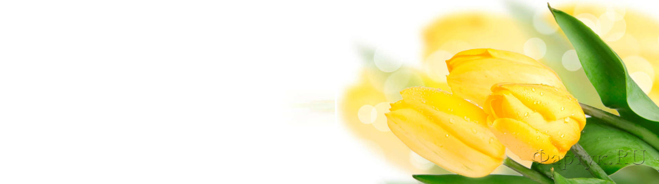 Скинали — Желтые тюльпаны на белом фоне