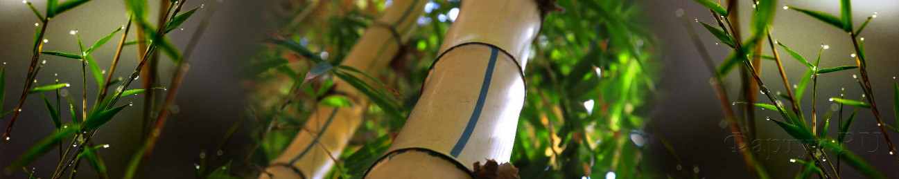 Скинали — Растения тростника