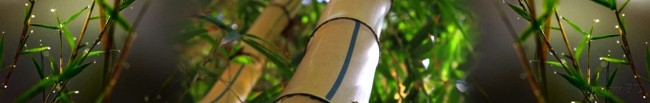 Скинали — Растения тростника