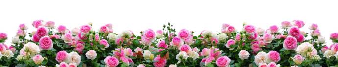 Скинали — Кусты розовых роз