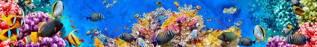 Скинали — Красота подводного мира 